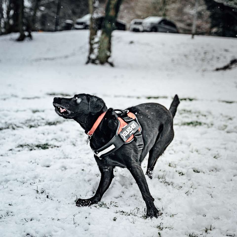 czarny labrador retriever działa na ziemi pokrytej śniegiem puzzle online