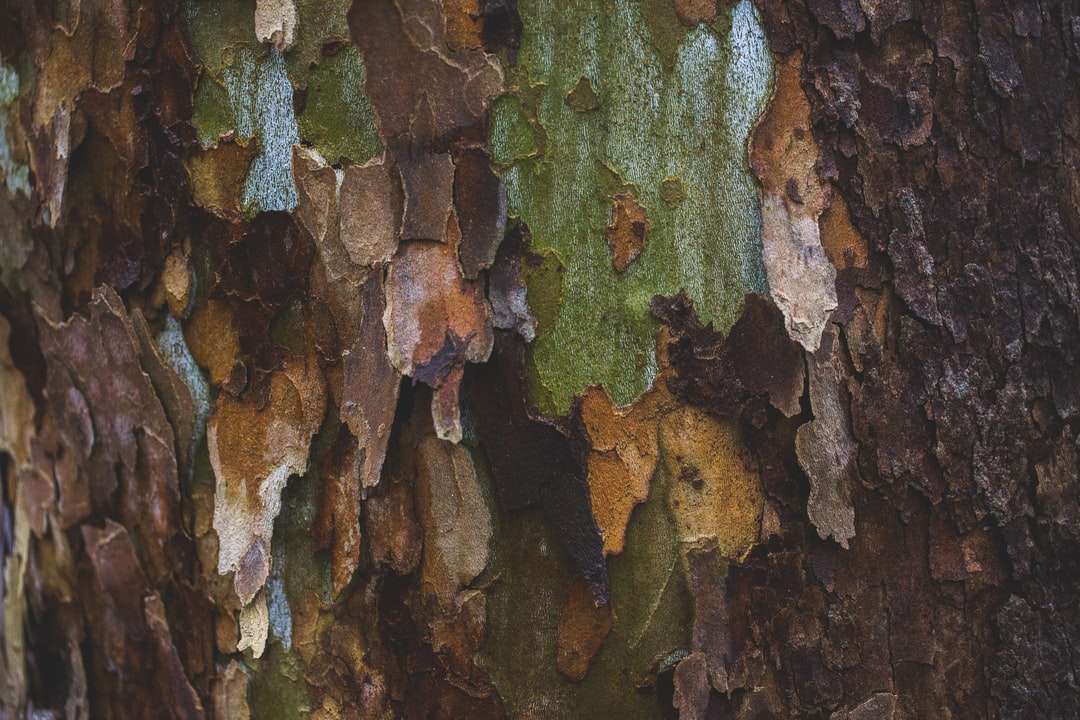 brązowy i zielony mech na brązowym pniu drzewa puzzle online
