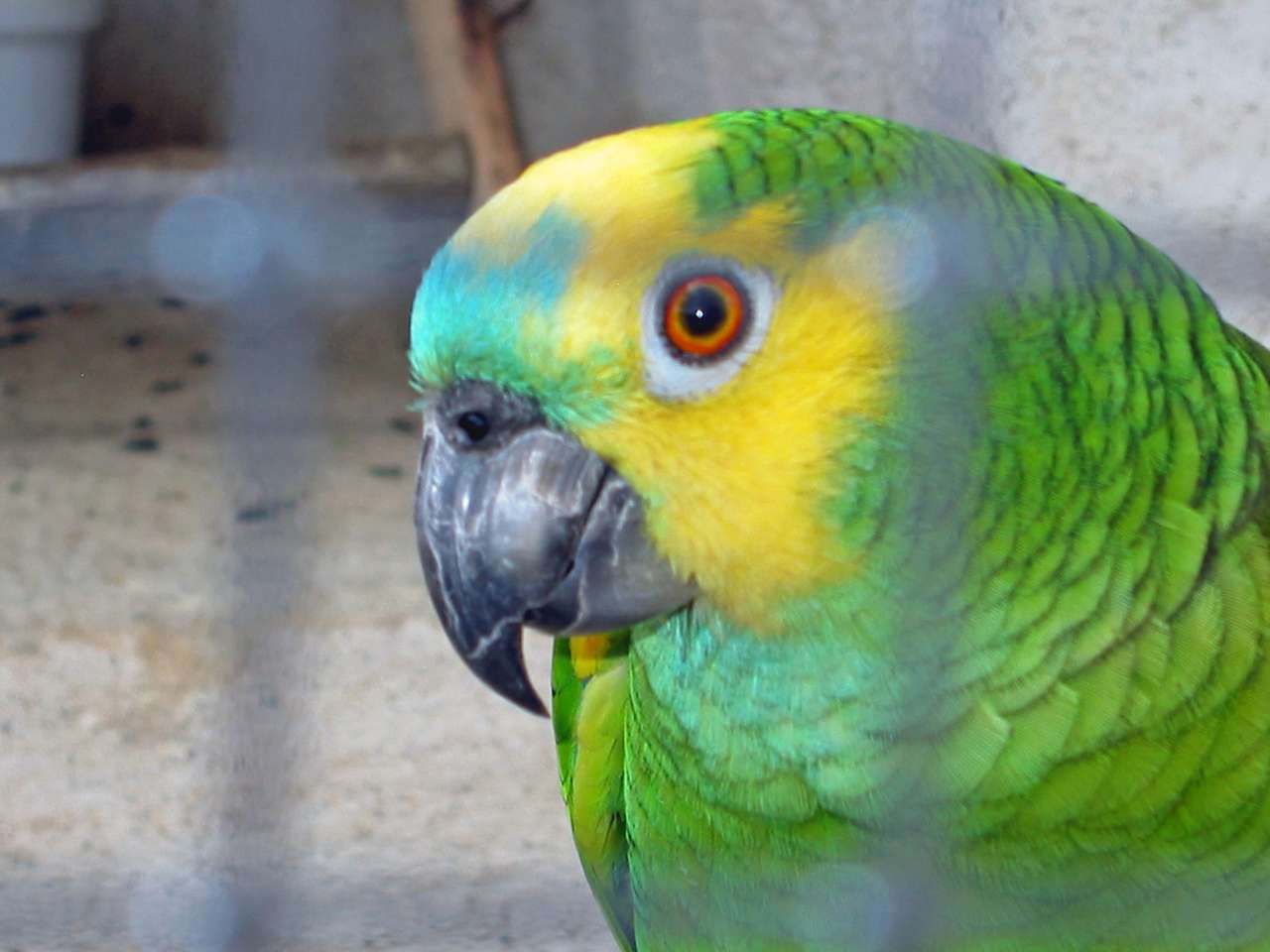 zielony i żółty ptak puzzle online