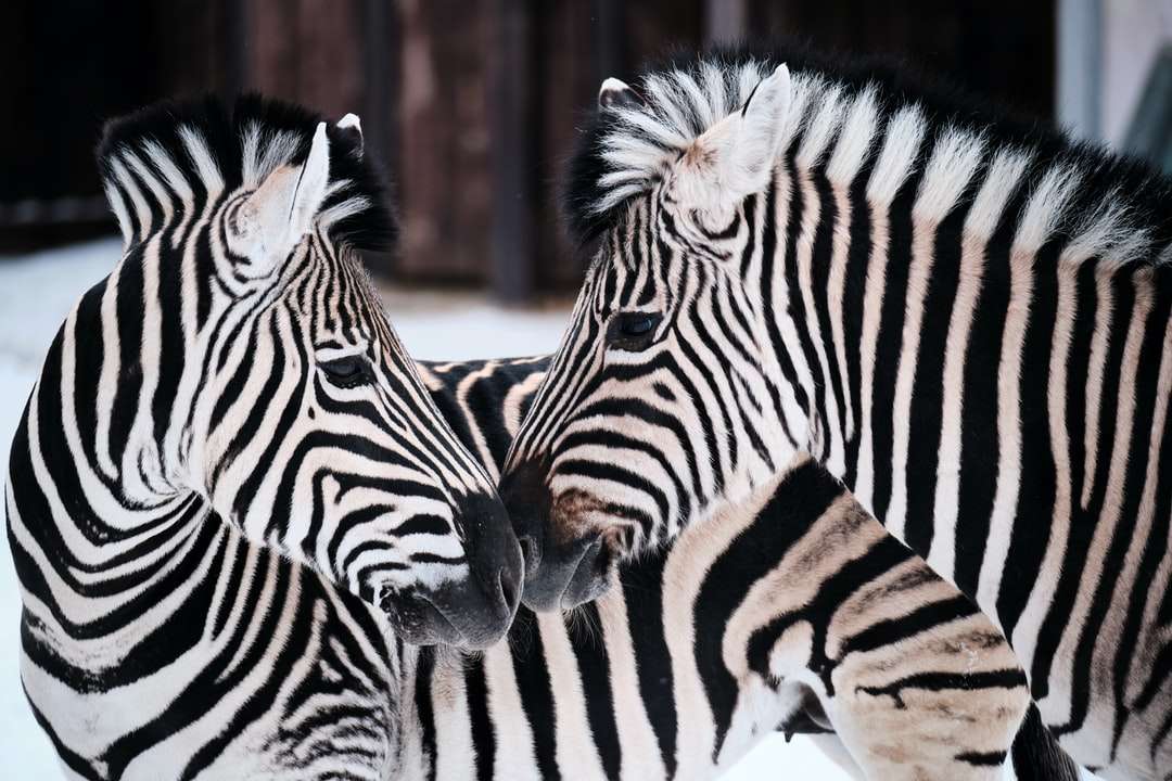 zebra stojąca na brązowej ziemi w ciągu dnia puzzle online