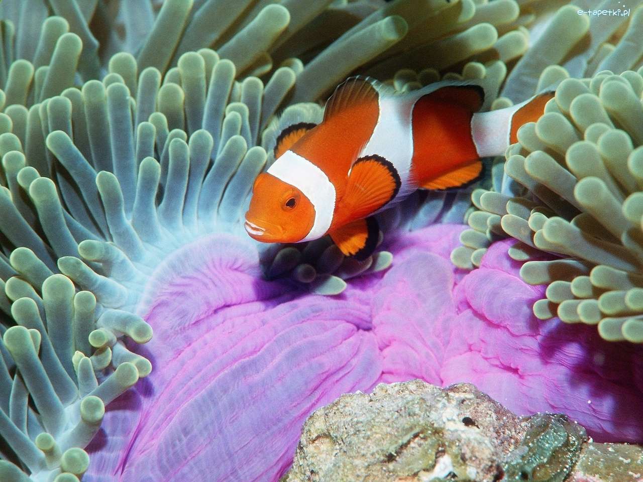 błazenek, rafa koralowa puzzle online