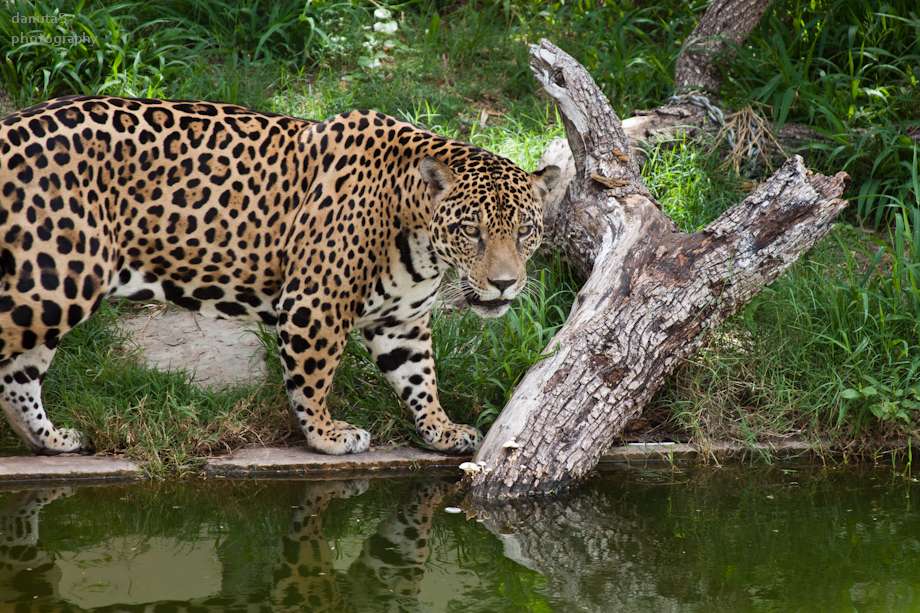 jaguar... puzzle online