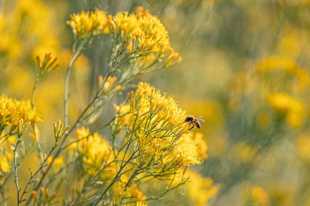 czarna i żółta pszczoła na żółtym kwiecie puzzle online
