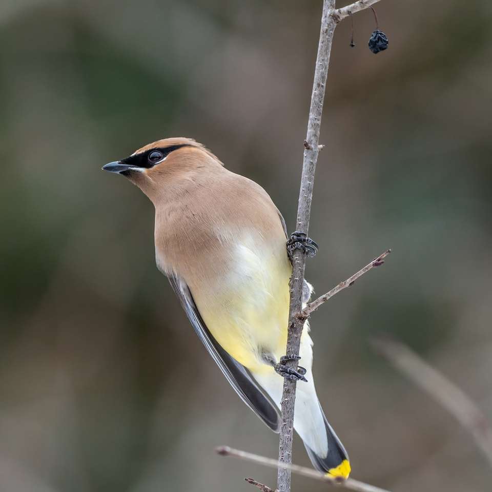 brązowy i żółty ptak na gałęzi drzewa puzzle online