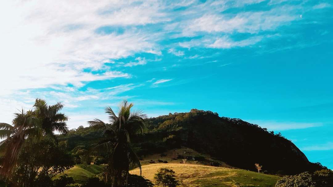 zielone palmy na polu zielonej trawie pod błękitnym niebem puzzle online