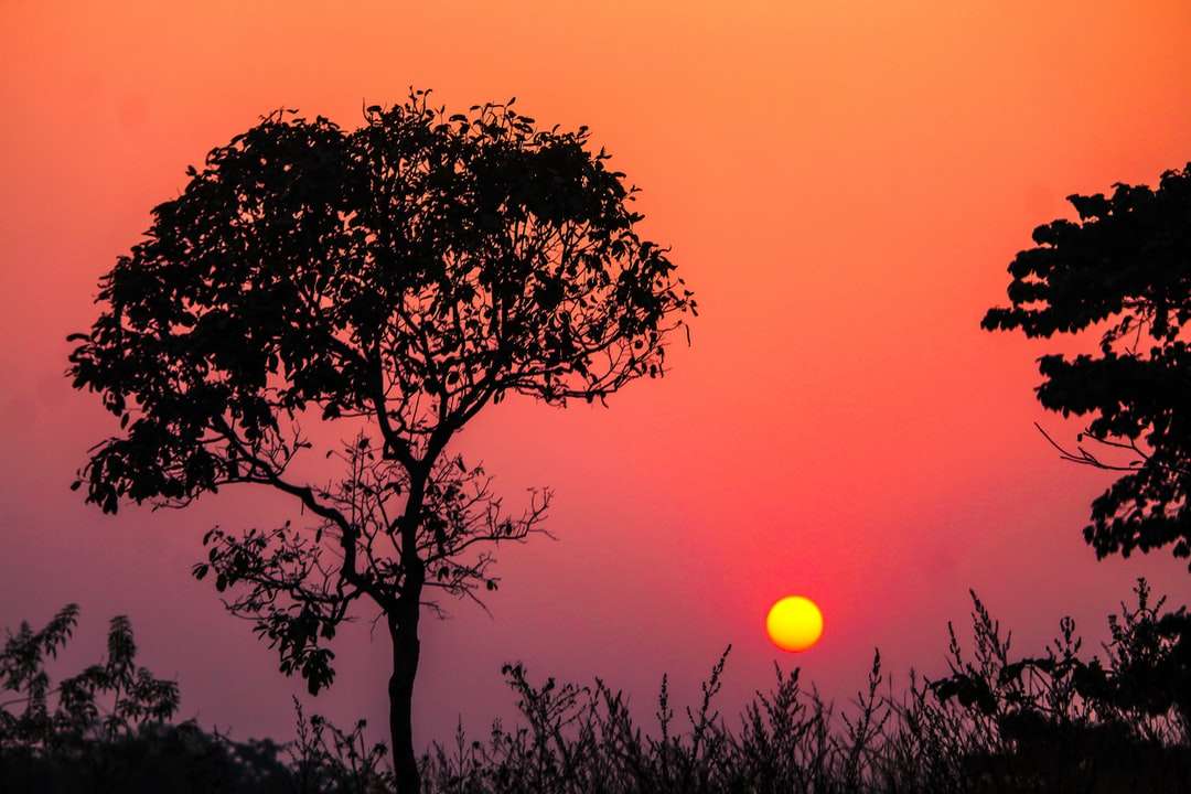 sylwetka drzewa podczas zachodu słońca puzzle online