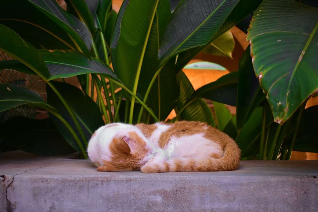 pomarańczowy i biały kot leżący na szarej betonowej powierzchni puzzle online