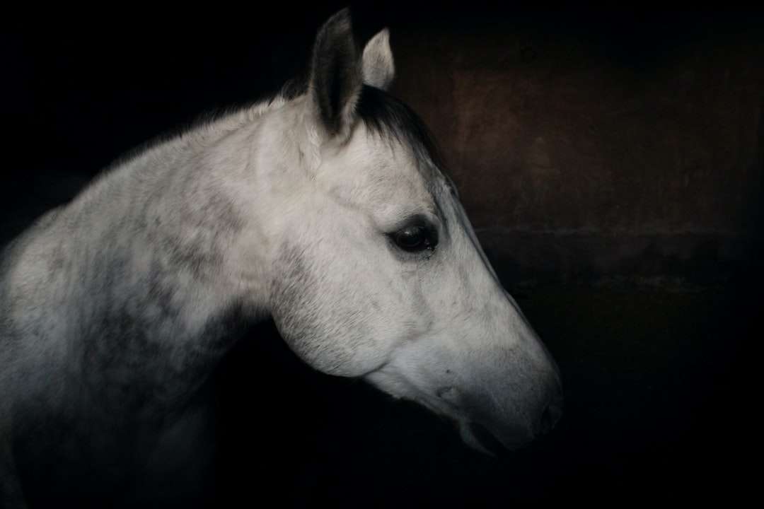 biała głowa konia w fotografii z bliska puzzle online