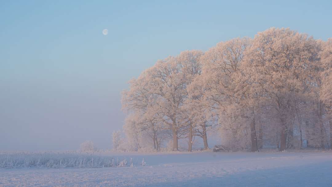 białe drzewa na ziemi pokrytej śniegiem w ciągu dnia puzzle online