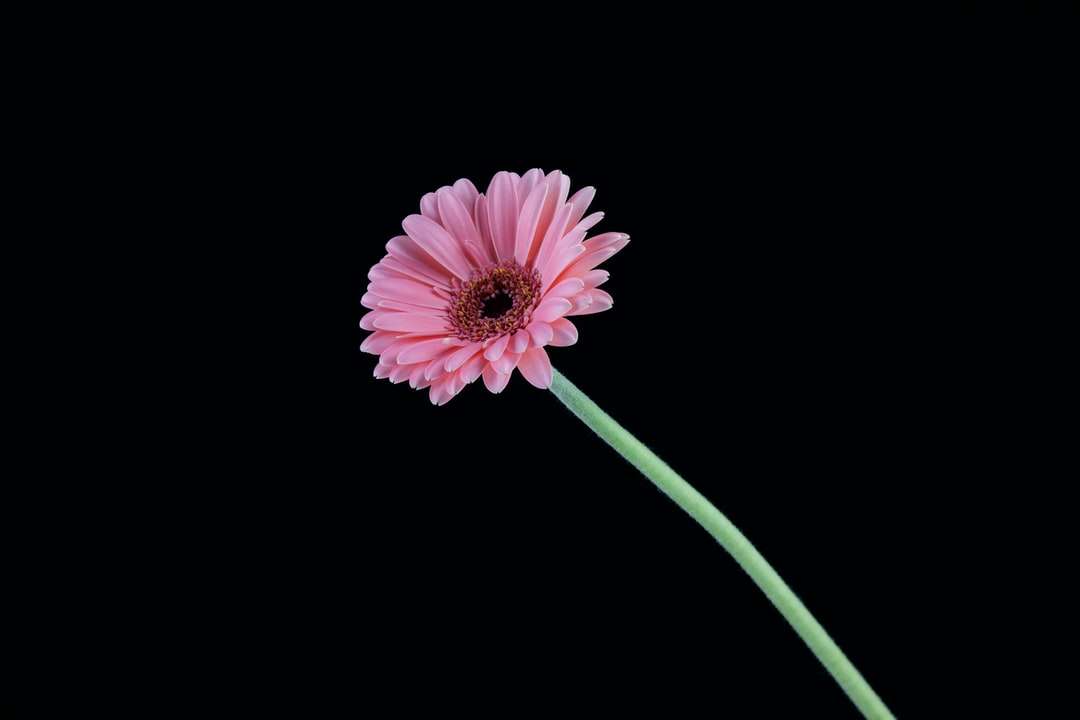 różowy kwiat z zieloną łodygą puzzle online