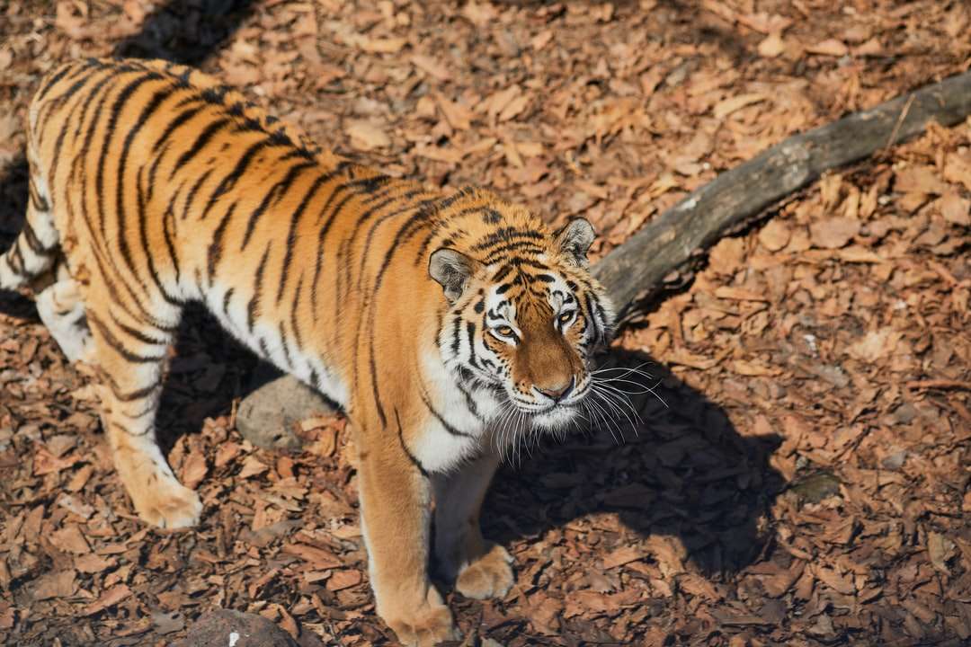 tigre caminando sobre suelo marrón durante el día rompecabezas