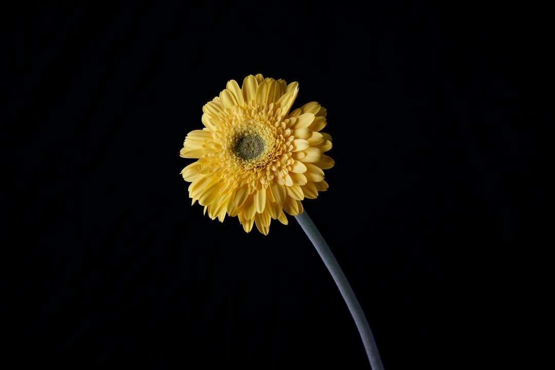 żółty kwiat z czarnym tłem puzzle online