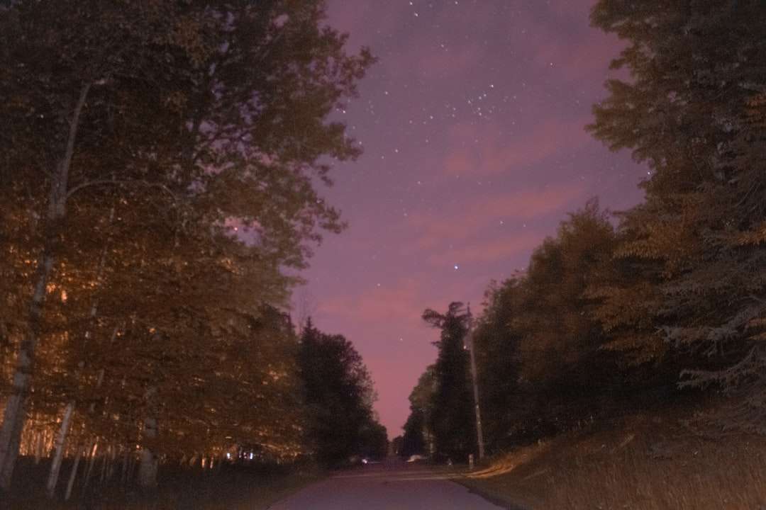 szara droga asfaltowa między drzewami w porze nocnej puzzle online