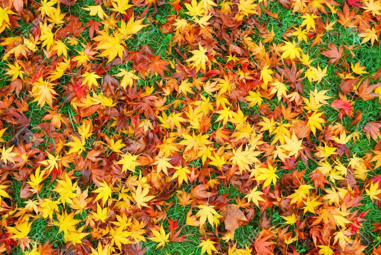 sezon jesienny puzzle online