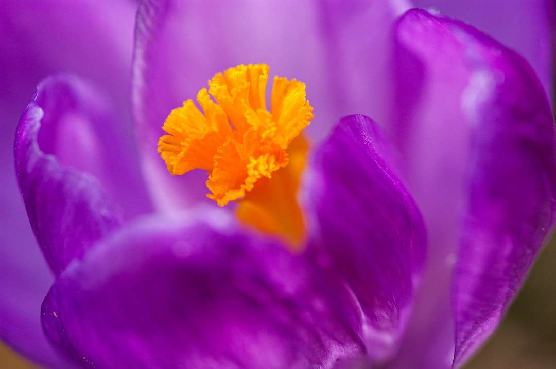fioletowy kwiat w makro puzzle online