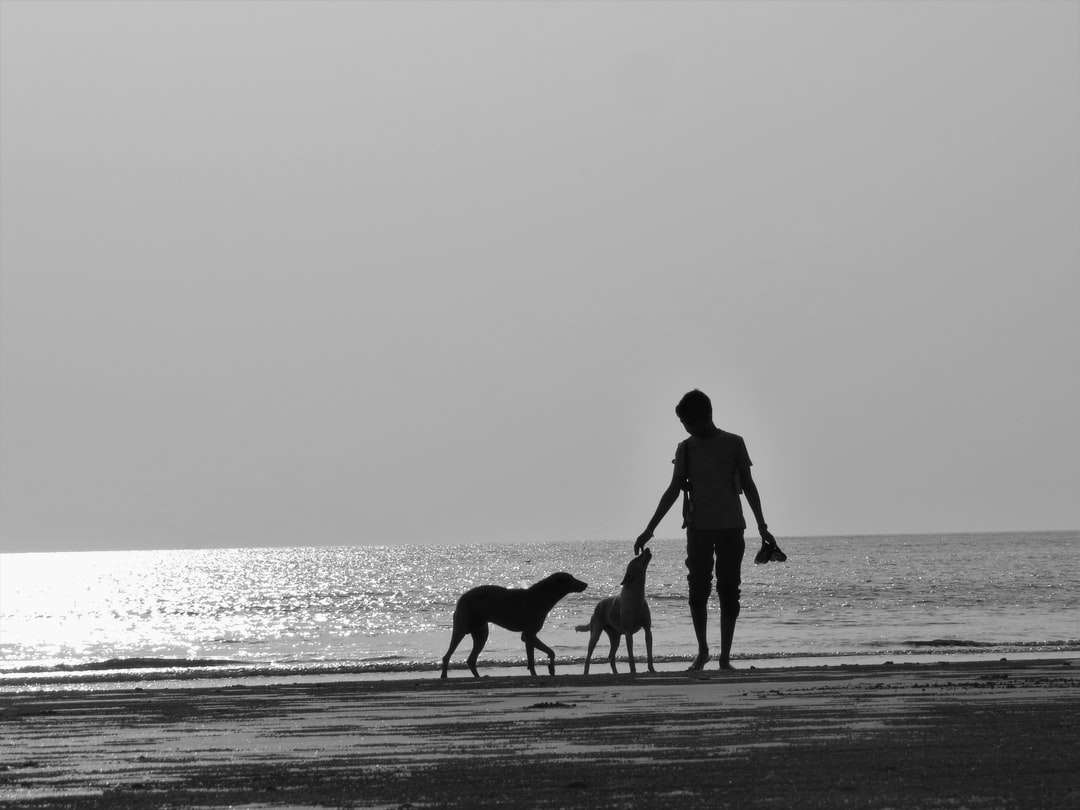 sylwetka człowieka i psa na plaży w ciągu dnia puzzle online