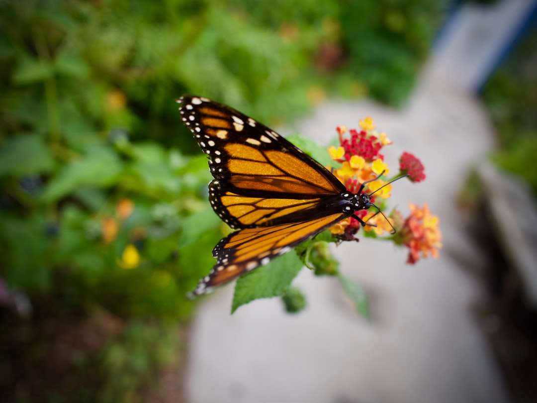 motyl monarcha siedzący na różowym kwiecie puzzle online