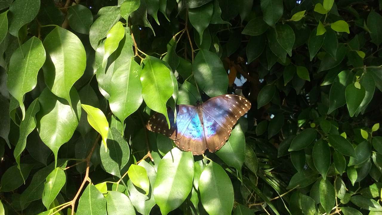 Motyl na liściach puzzle online