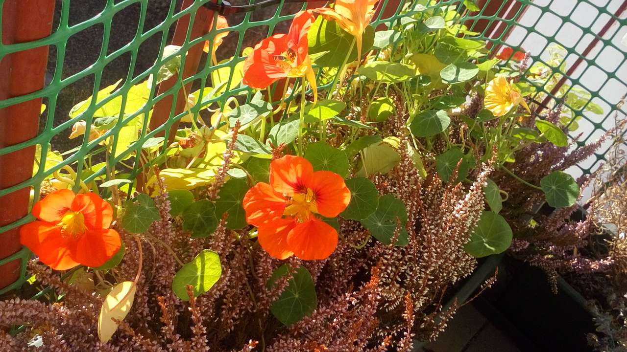 Kwiaty na balkonie puzzle online