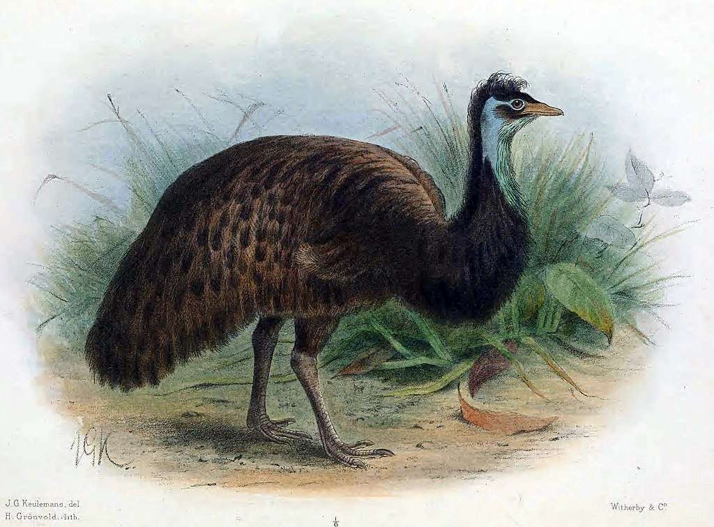 Emu czarne puzzle online