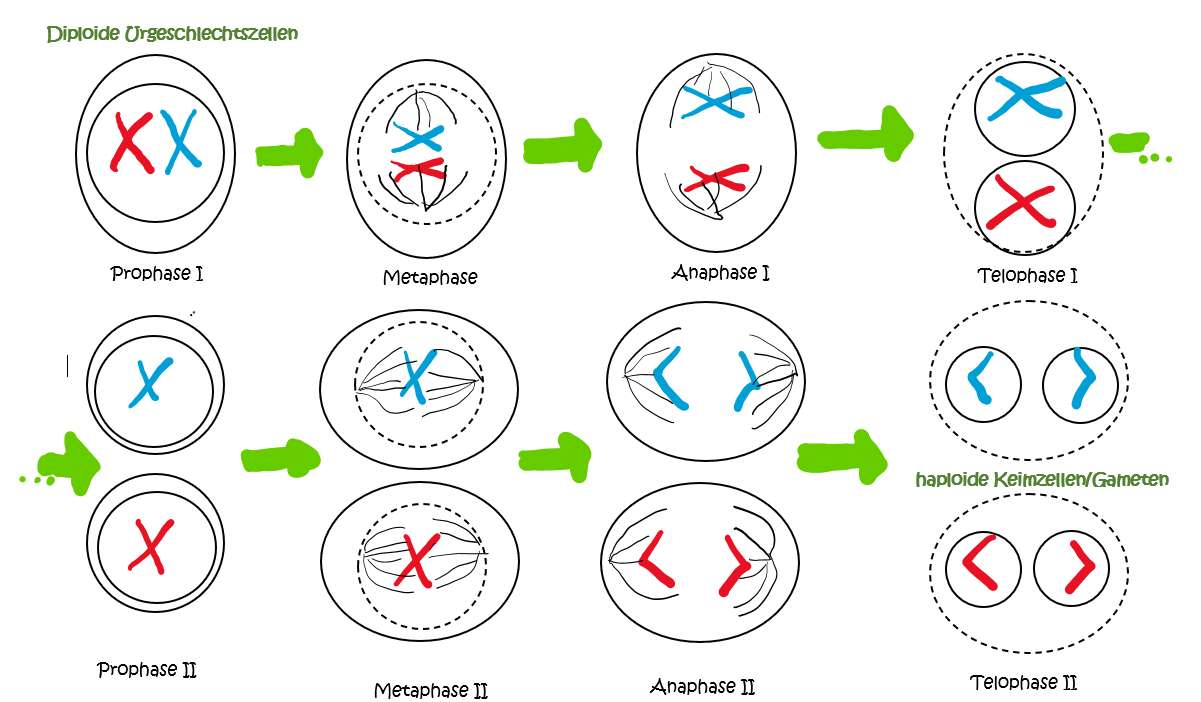 Struktura DNA puzzle online