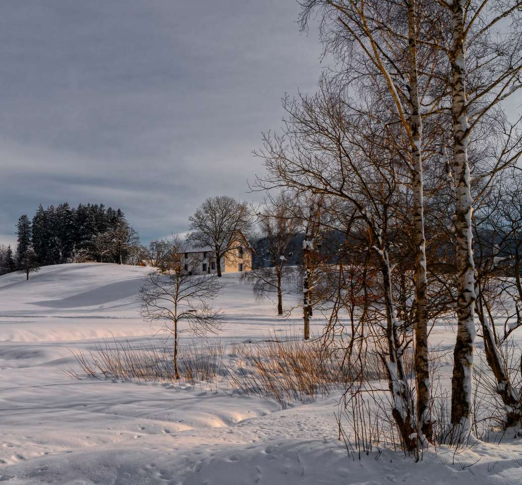 brązowe drzewa na ziemi pokryte śniegiem pod szarym pochmurnym niebem puzzle online