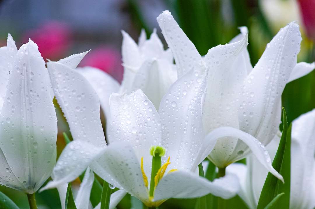 biały i zielony kwiat w obiektywu makro puzzle online