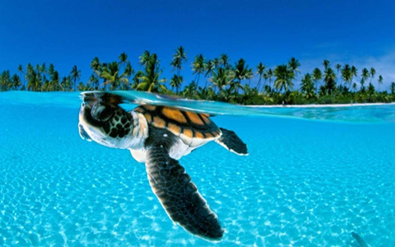 żółw w morzu puzzle online