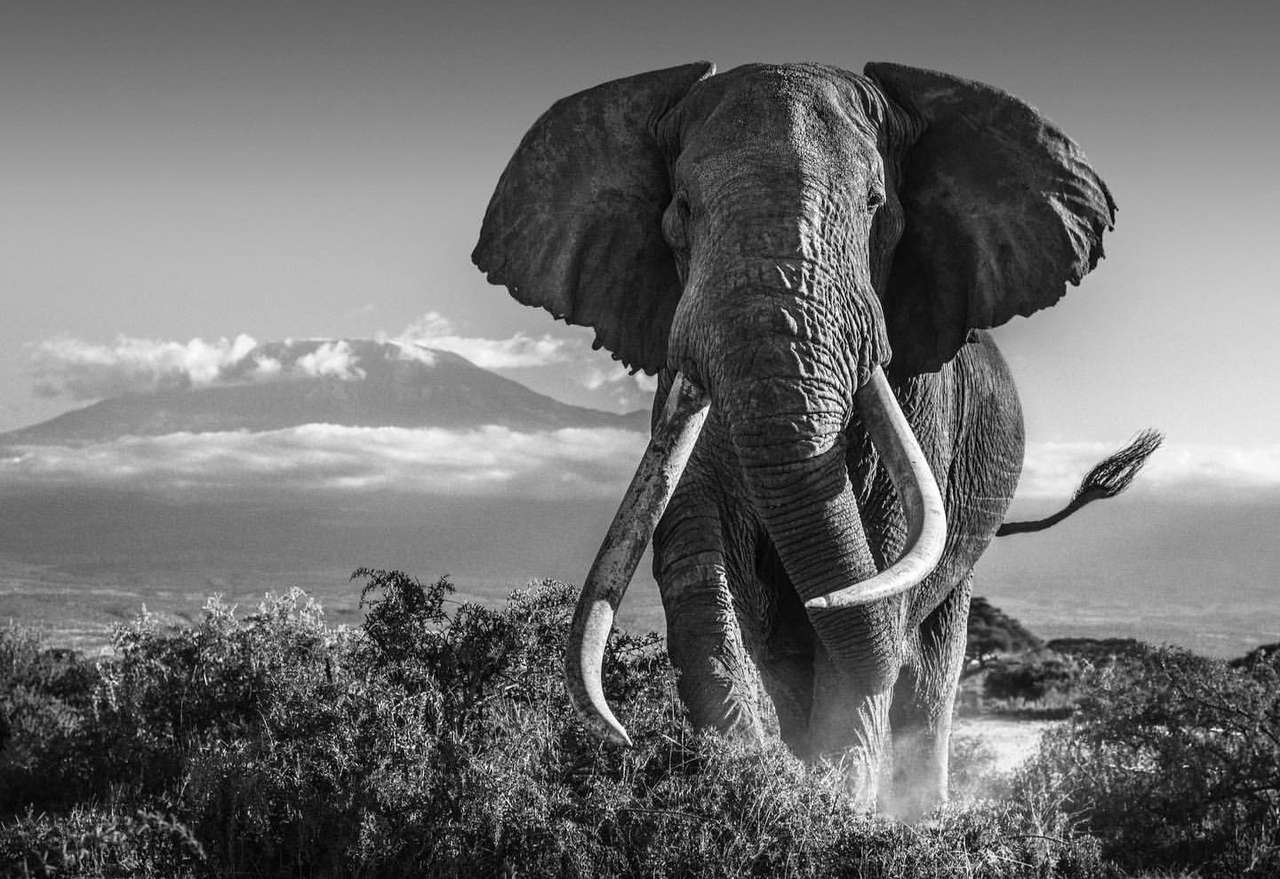 Imponujący słoń puzzle online