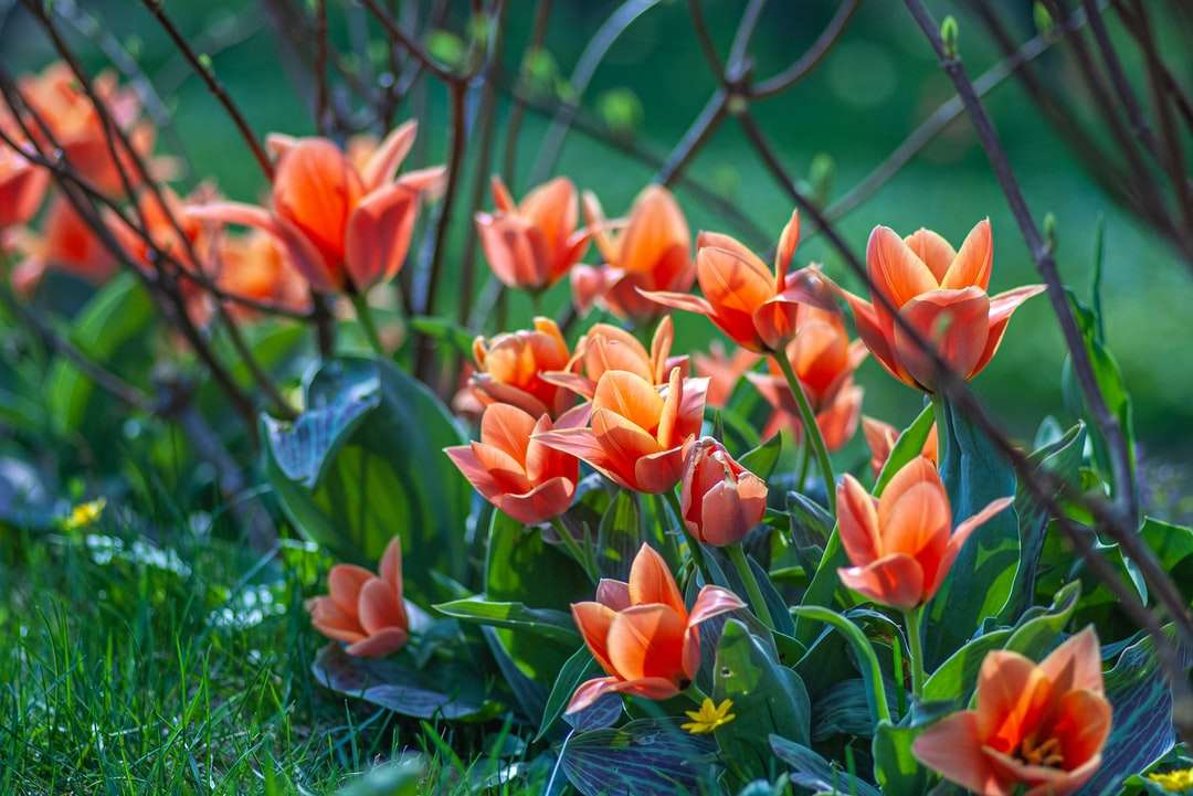 czerwone tulipany kwitną w ciągu dnia puzzle online