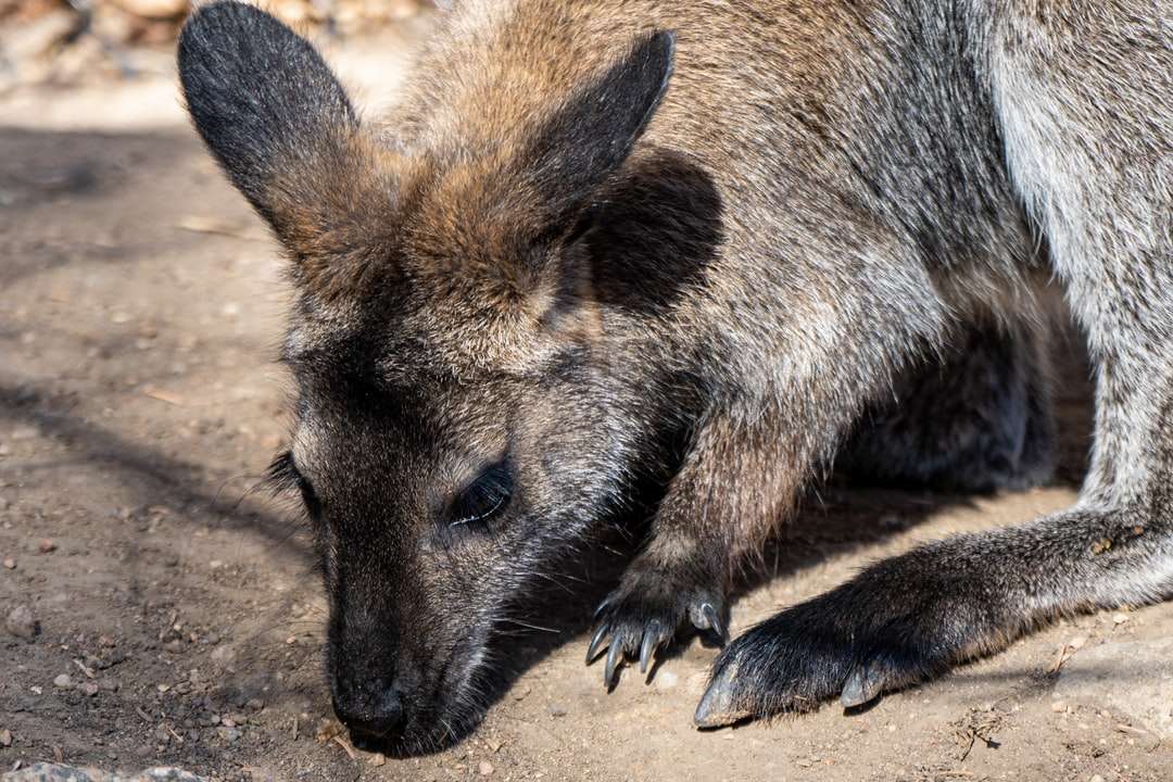 brązowy i czarny kangur w ciągu dnia puzzle online