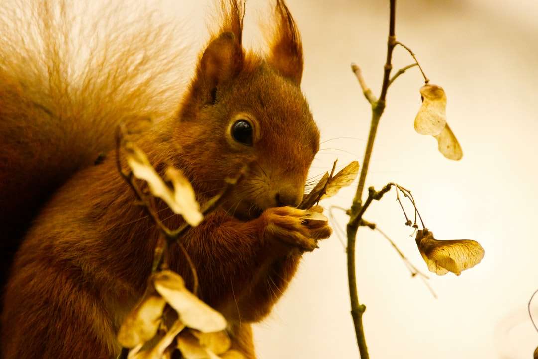 wiewiórka brązowa na gałęzi drzewa brązowy puzzle online