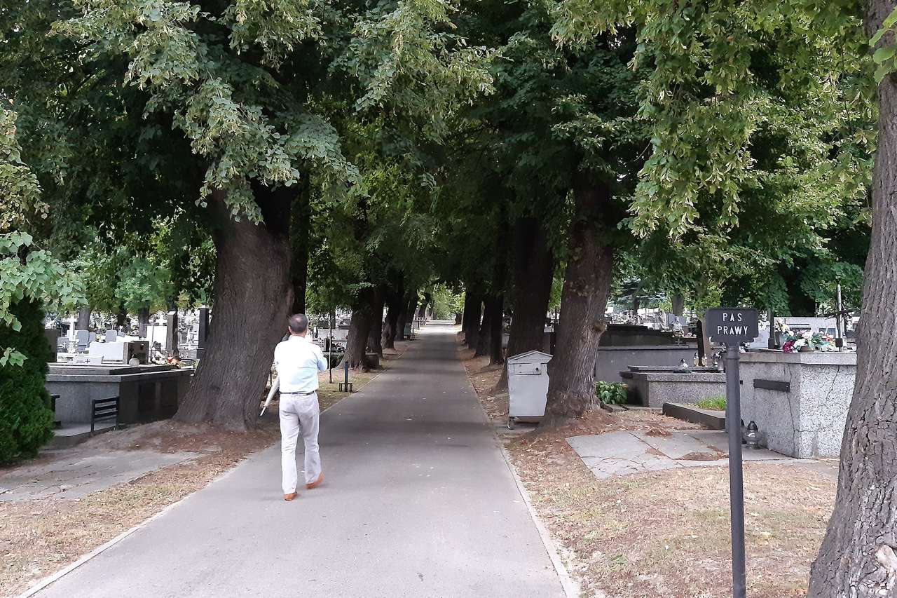 aleja starych drzew na cmentarzu puzzle online