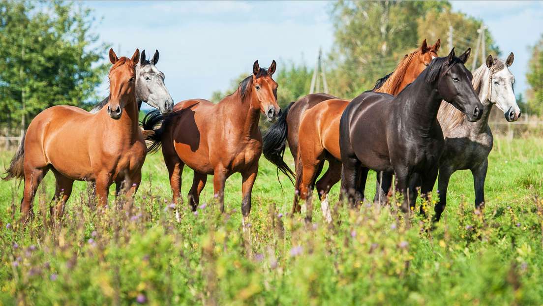 Horses and... and horses! puzzle online