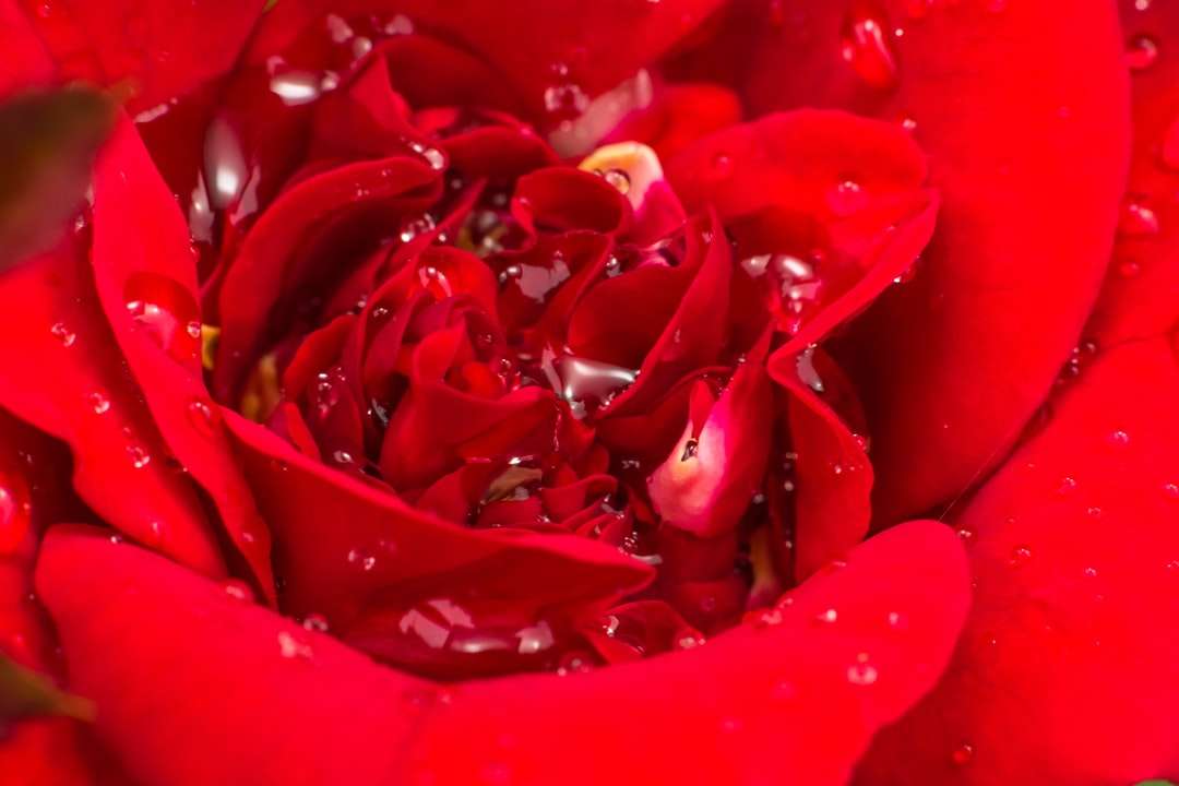 czerwone płatki róż w fotografii z bliska puzzle online