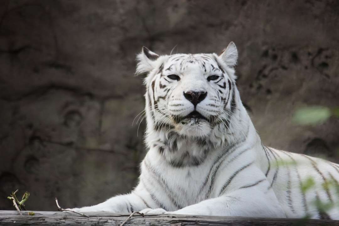 biały tygrys leżący na ziemi puzzle online