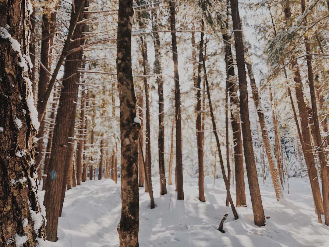 brązowe drzewa na ziemi pokrytej śniegiem w ciągu dnia puzzle online