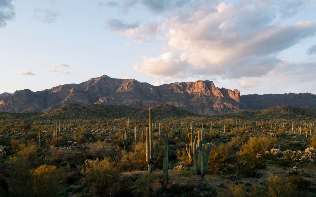 zielone kaktusy w pobliżu brązowej góry pod białymi chmurami puzzle online
