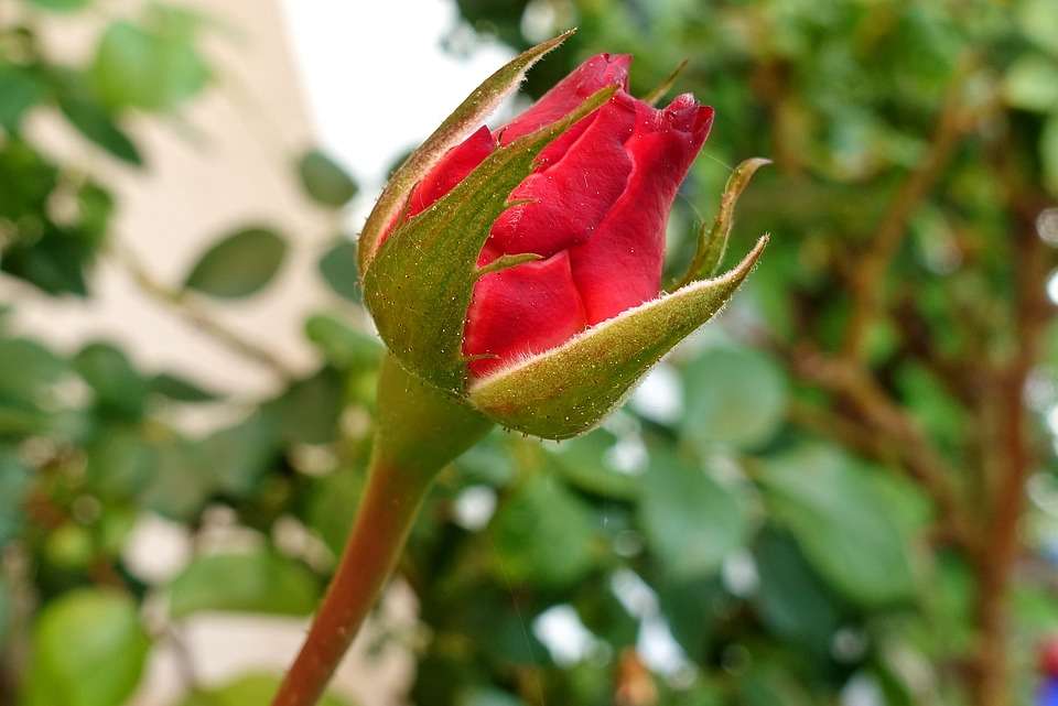 czerwony pączek róży puzzle online