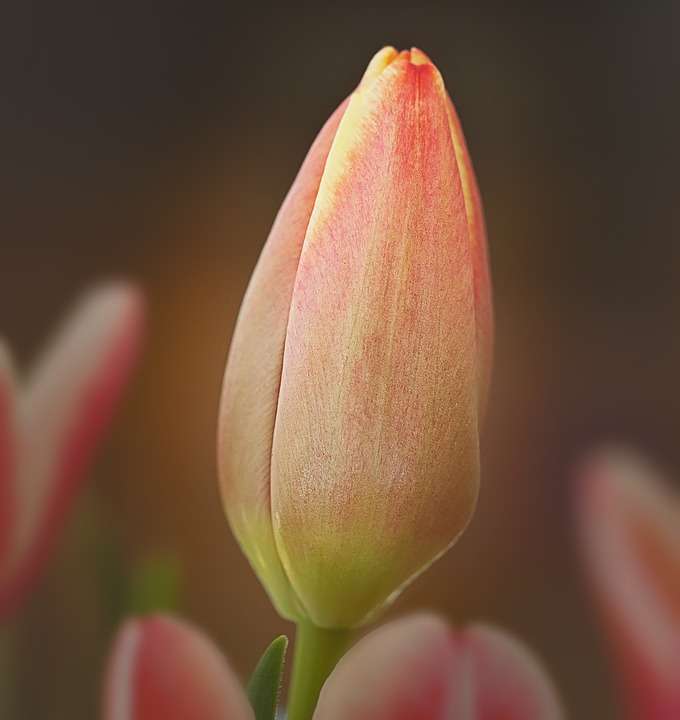 pączek tulipana puzzle online