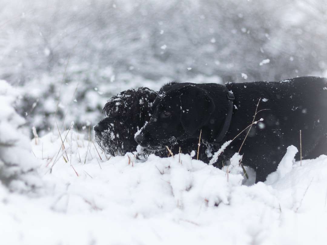 czarny labrador retriever na ziemi pokrytej śniegiem puzzle online