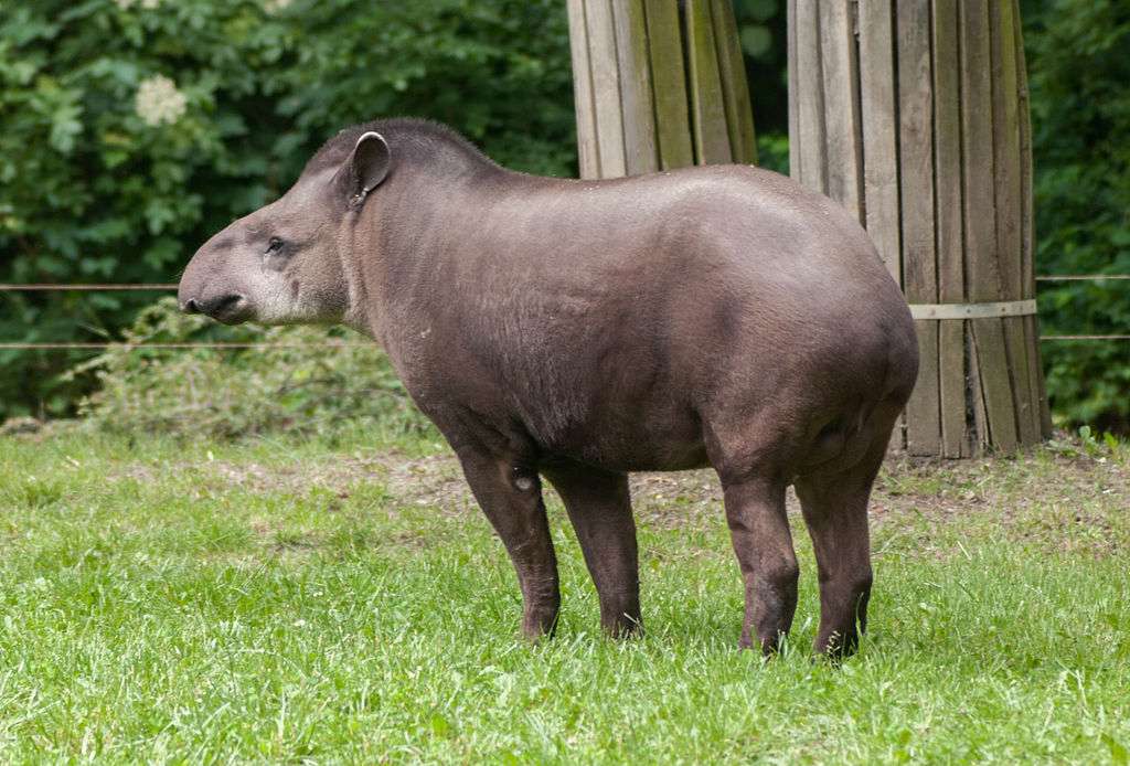 Tapir amerykański puzzle online