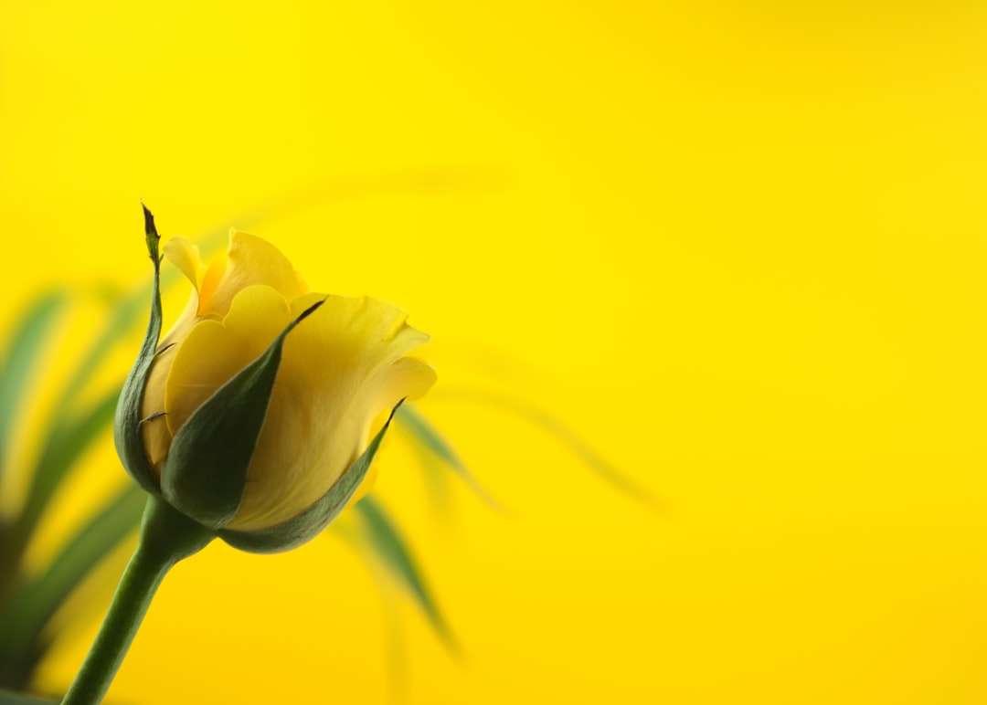 żółty kwiat w obiektyw makro puzzle online