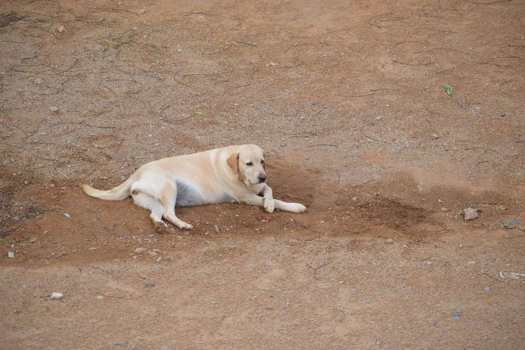 żółty labrador retriever leżący na brązowym piasku w ciągu dnia puzzle online