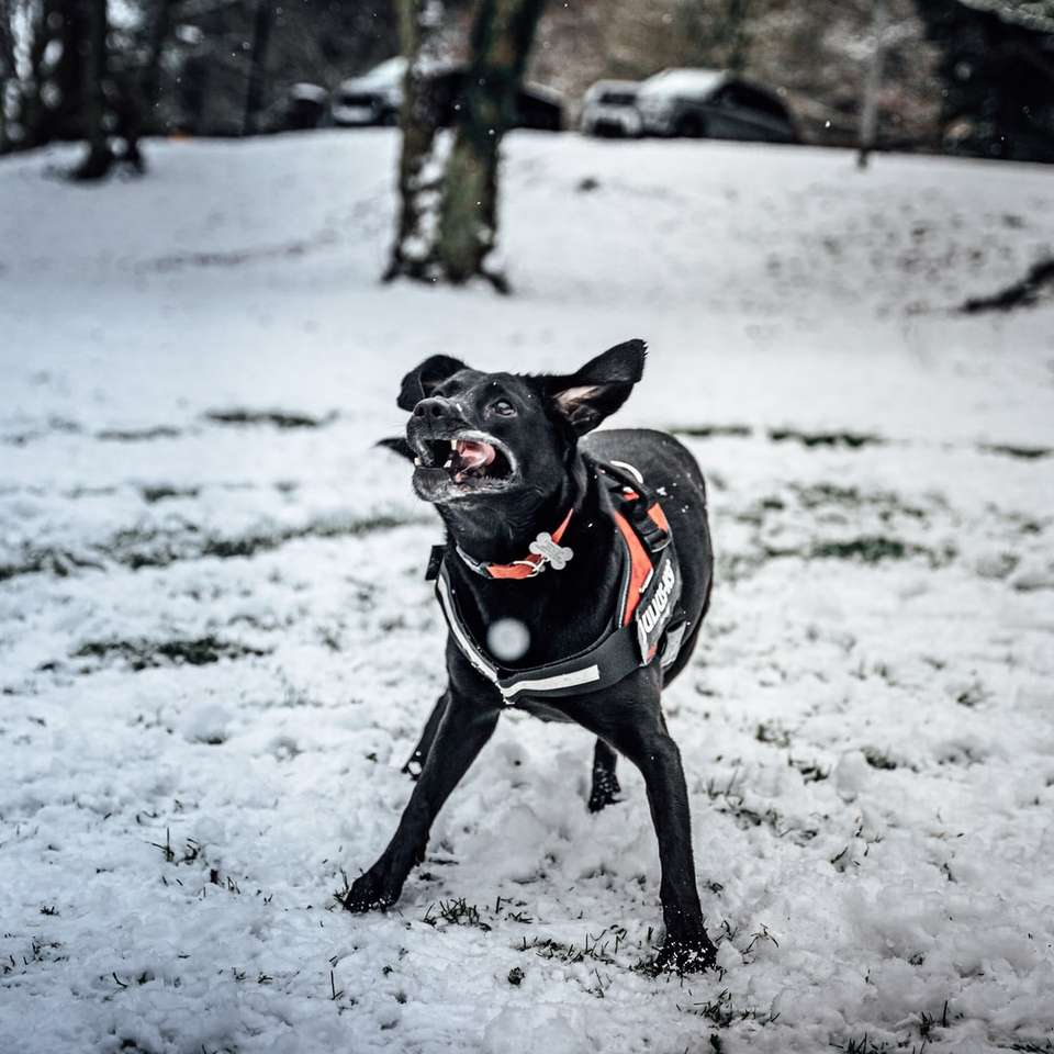 fekete rövid szőrű kutya fut a havas talajon kirakós