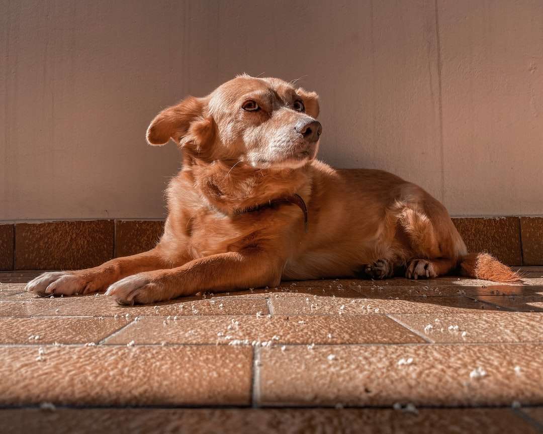 brązowy, krótkowłosy, średniej wielkości pies leżący na brązowej podłodze puzzle online