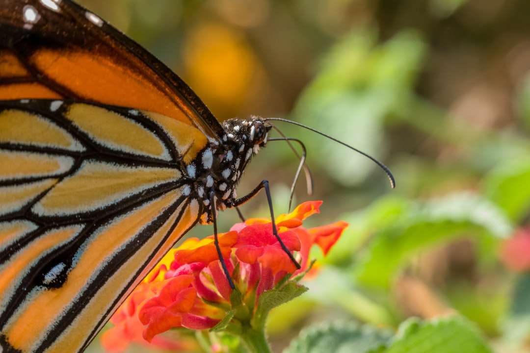 motyl monarcha siedzący na kwiat pomarańczy puzzle online