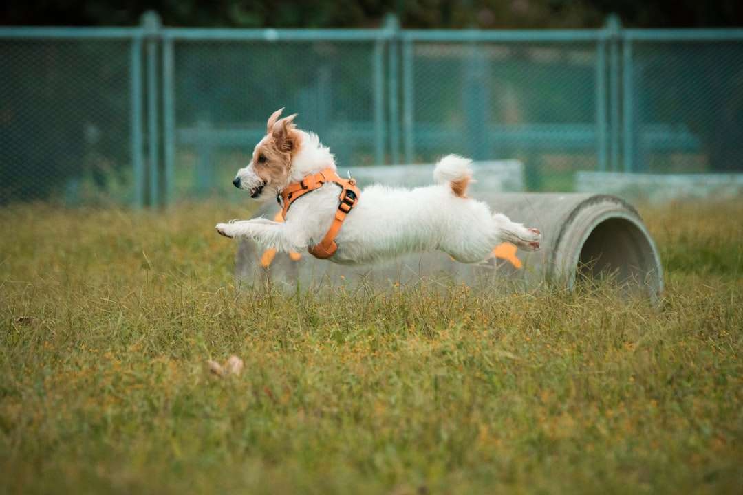 biały długi płaszcz mały pies na zielonym polu trawy puzzle online