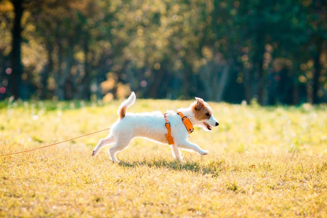 biały i brązowy pies o krótkiej sierści puzzle online