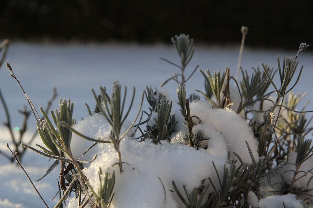roślina pokryta śniegiem w ciągu dnia puzzle online